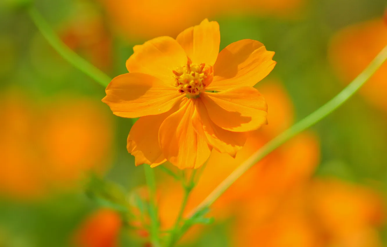 Photo wallpaper greens, flowers, orange, petals, blur