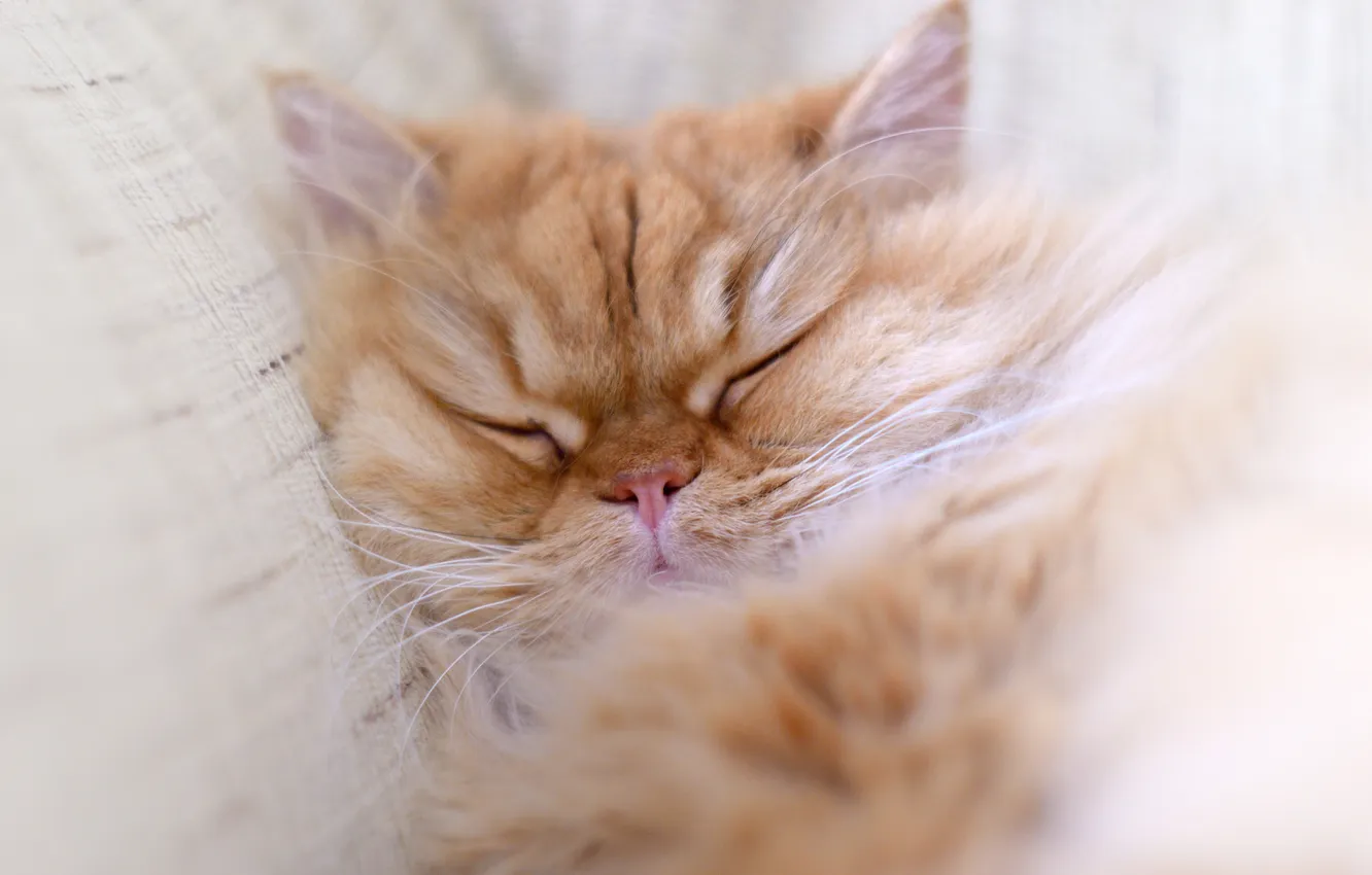 Photo wallpaper cat, cat, stay, Koshak