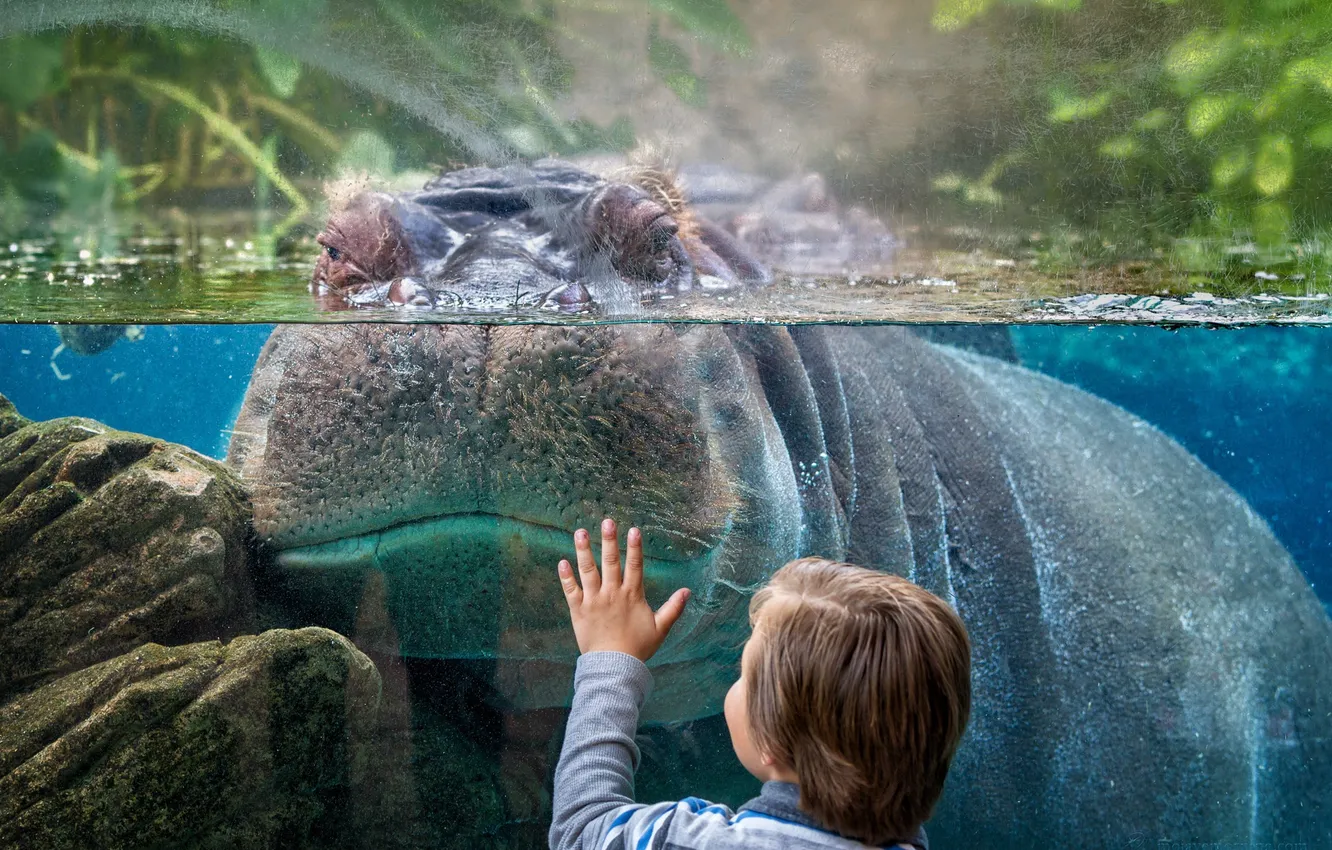 Photo wallpaper glass, boy, Hippo