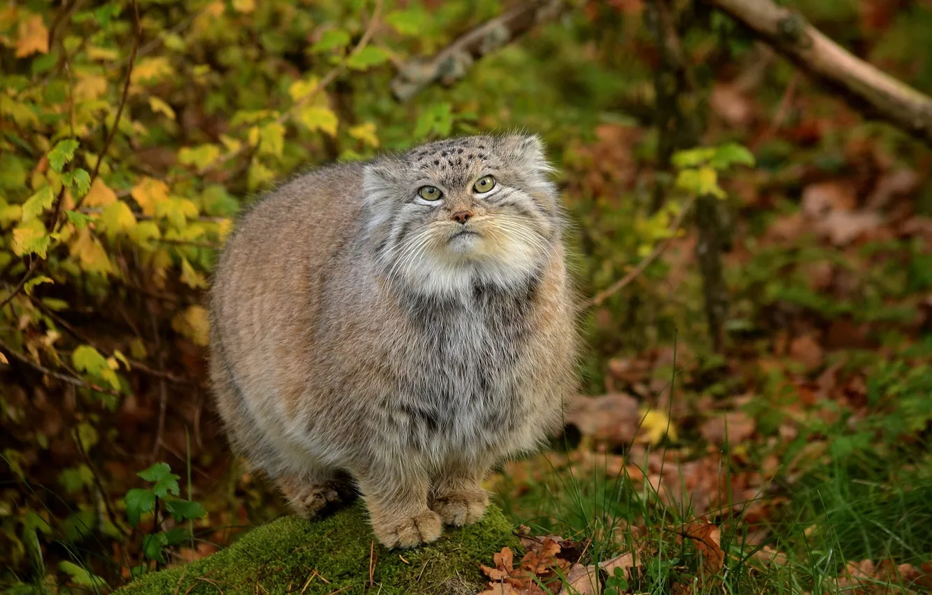 Photo wallpaper cat, look, predator, manul