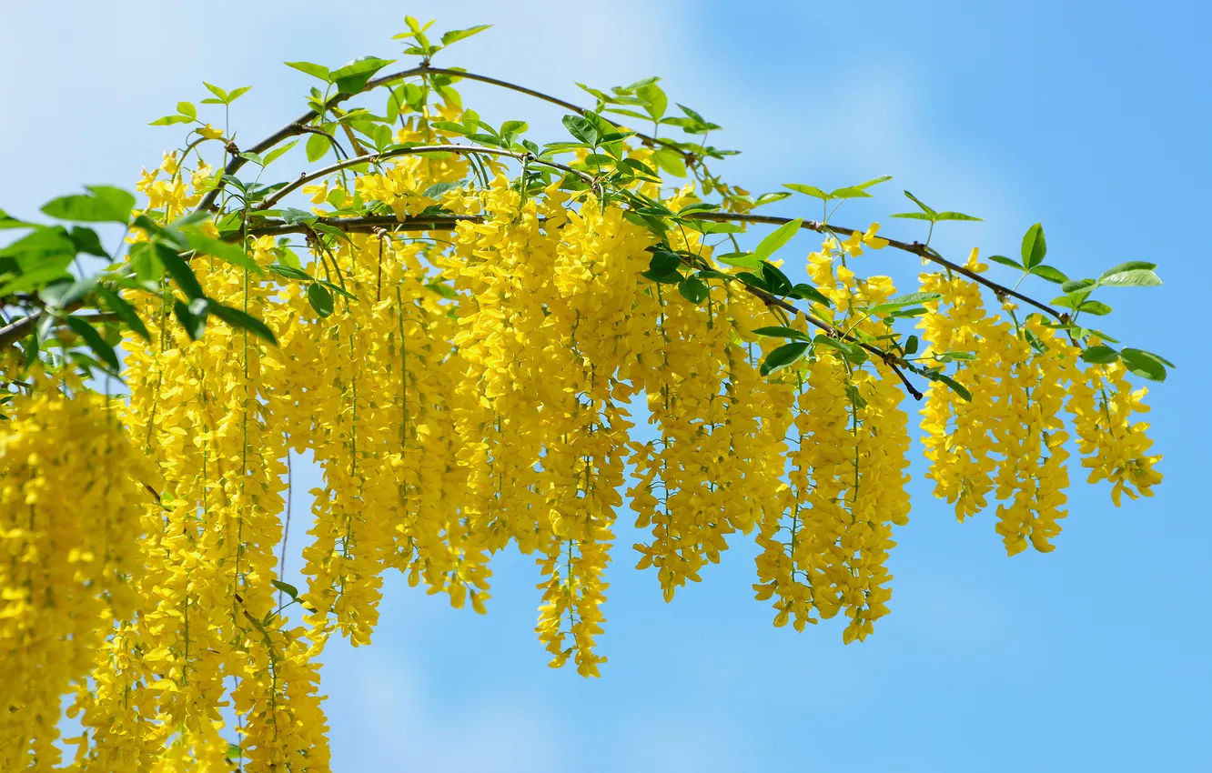 Photo wallpaper branches, yellow, nature, color, acacia
