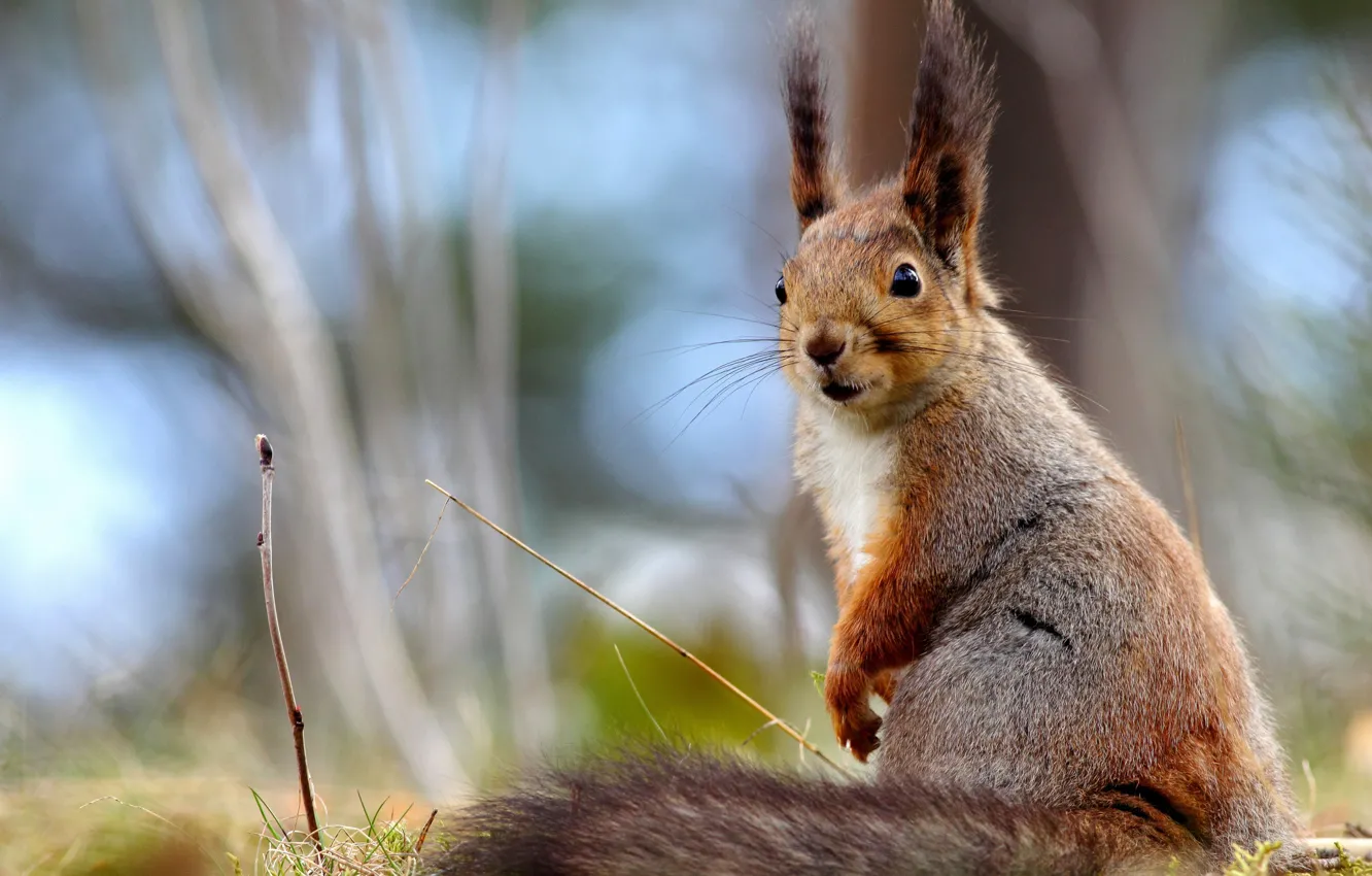 Photo wallpaper grass, nature, wool, protein, muzzle, tail, red, bokeh