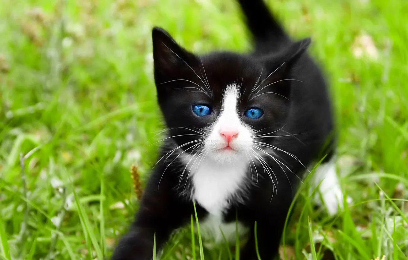 Photo wallpaper cat, white, grass, cat, macro, kitty, black, blue eyes