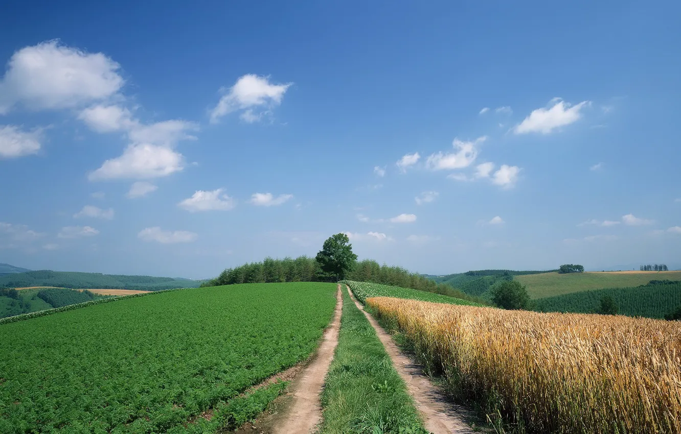 Photo wallpaper road, field, the sky, clouds, trees, hills
