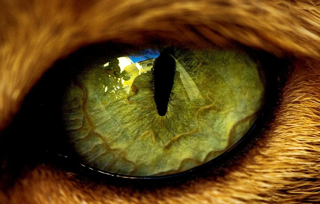 Photo wallpaper green, eyes, reflection, animal, contour, wool, the pupil, red