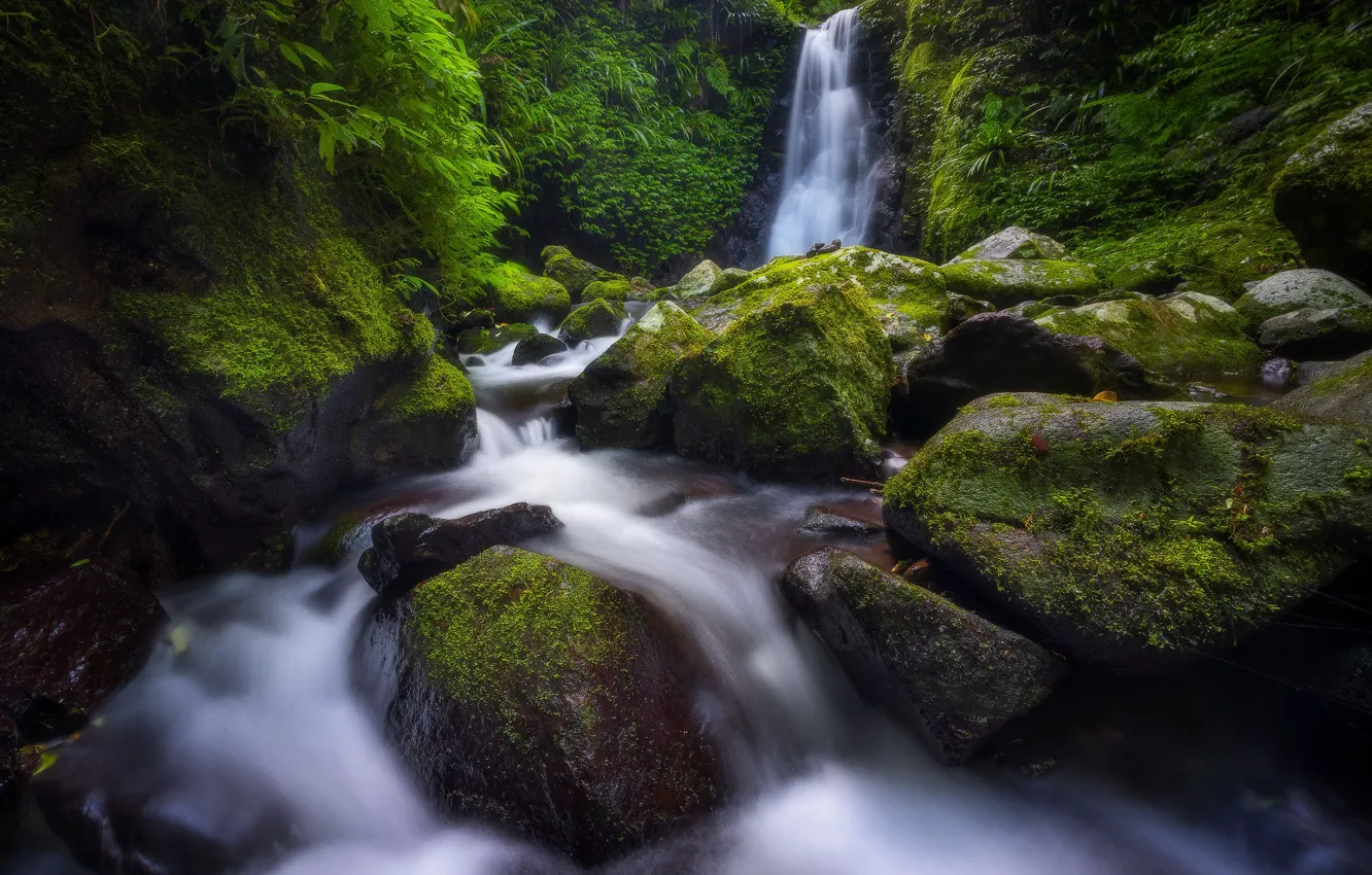 Photo wallpaper forest, stream, stones, waterfall, moss, Australia, cascade, Australia