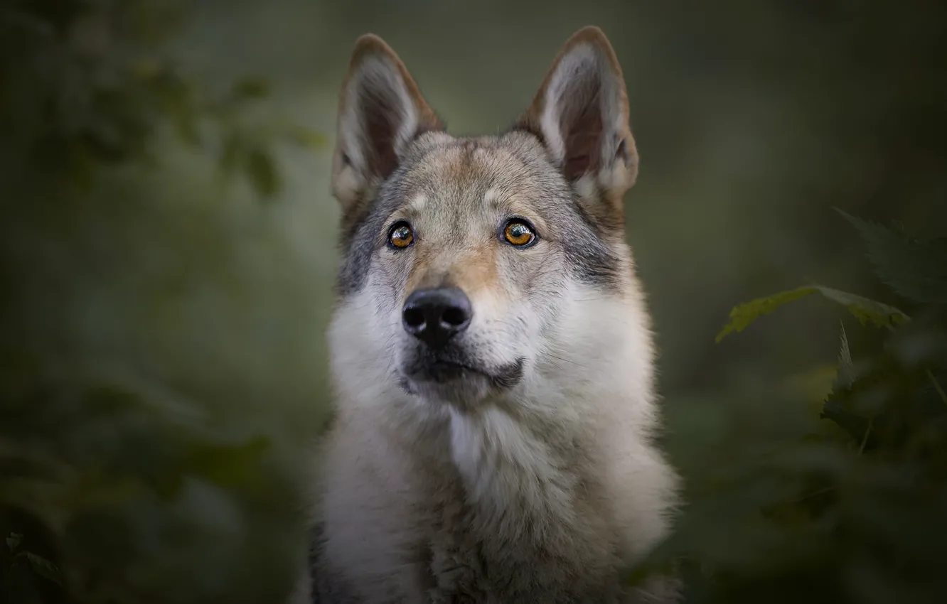 Photo wallpaper look, face, leaves, branches, nature, pose, green, the dark background