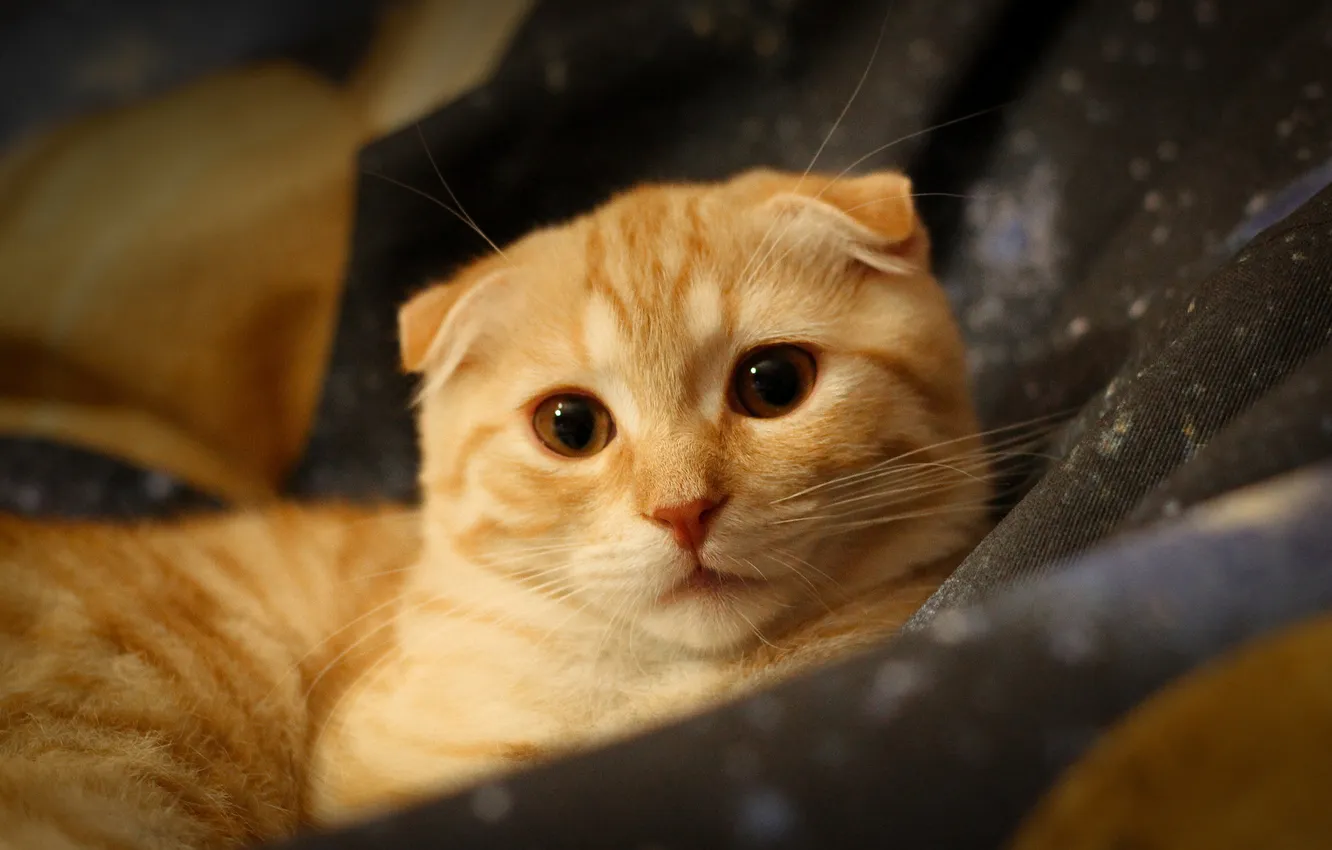 Photo wallpaper cat, cat, look, pose, face