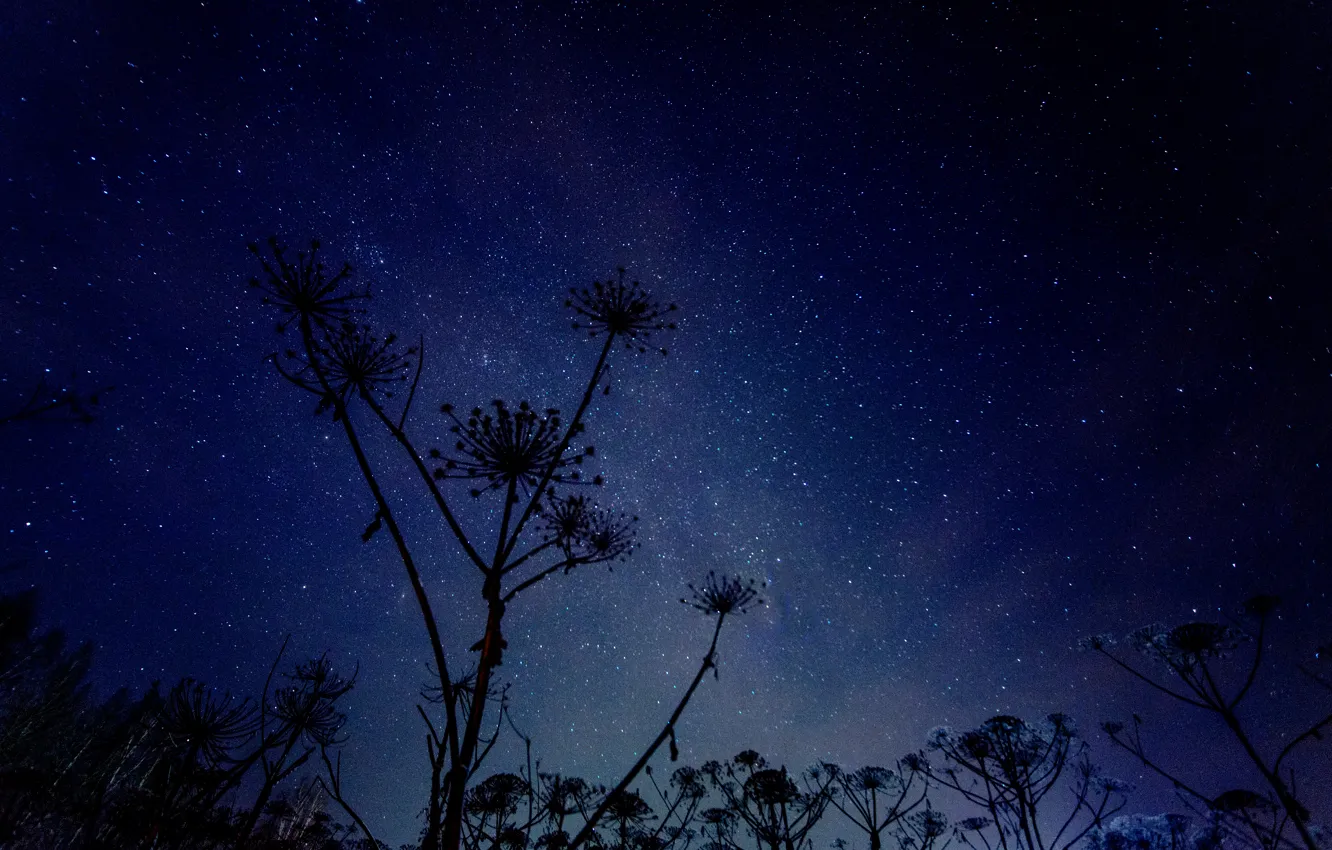 Photo wallpaper grass, space, stars, night, space