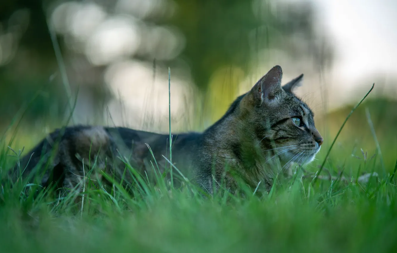 Photo wallpaper cat, grass, cat, nature, grey, background, glade, lies