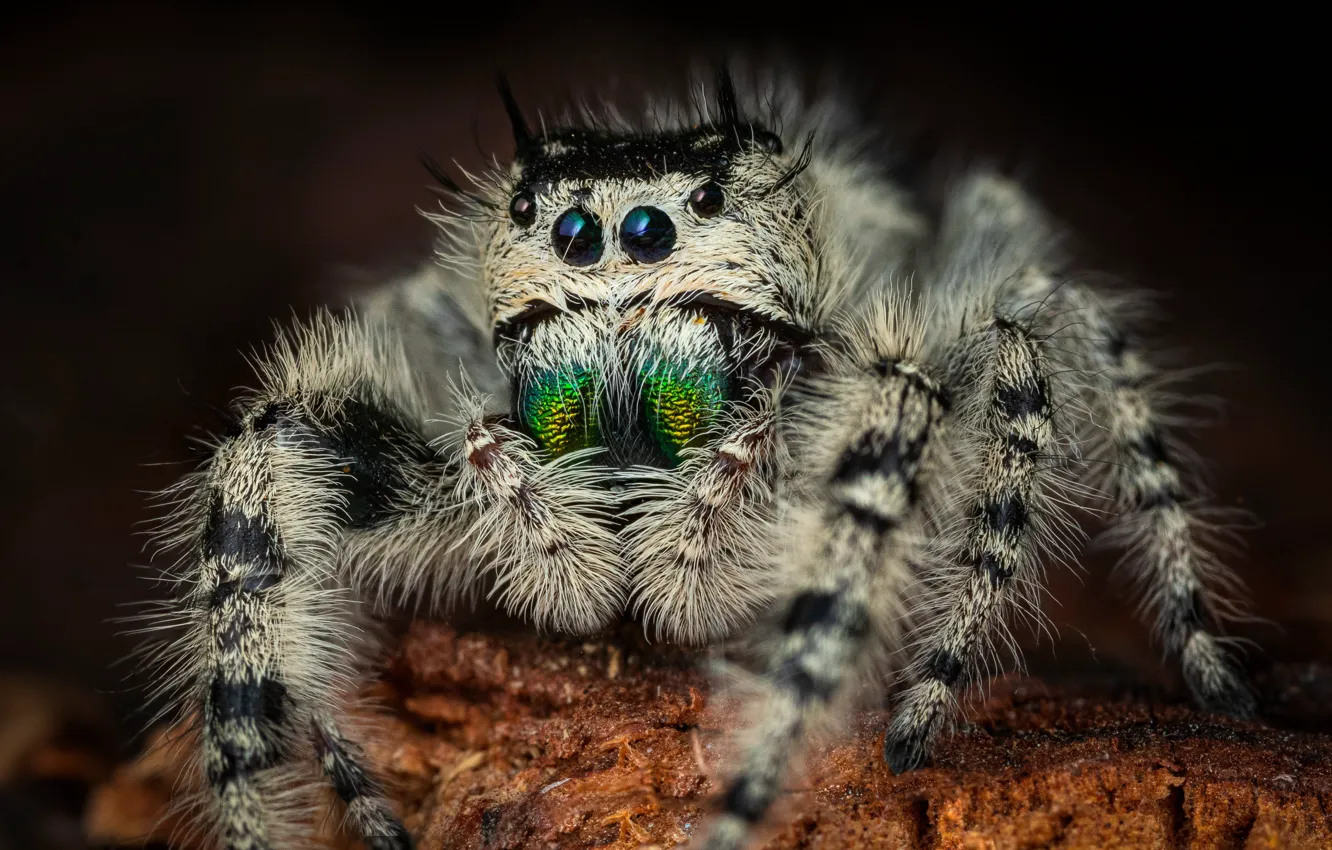 Photo wallpaper white, look, macro, spider, bark, striped, jumper, spider