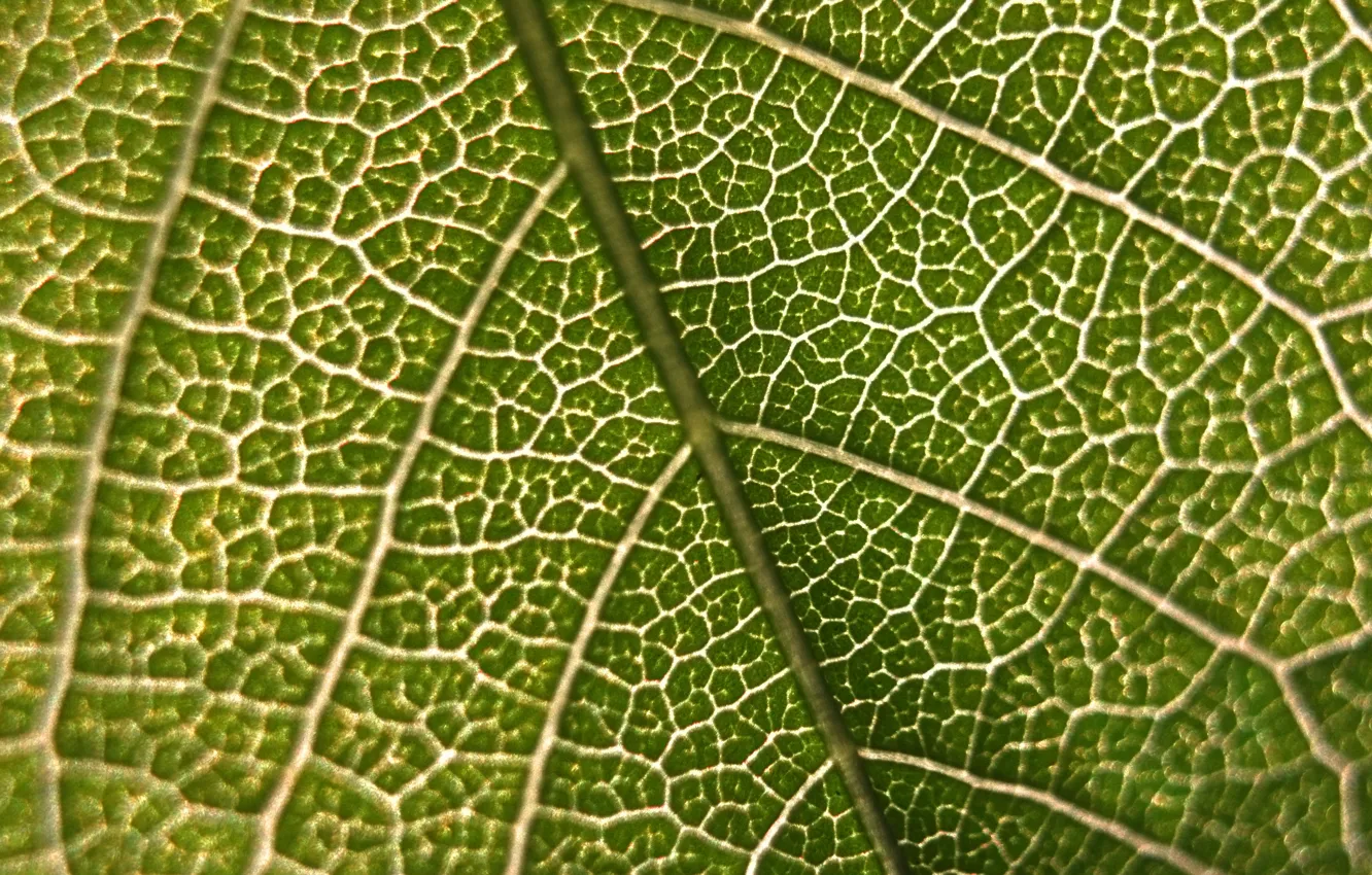 Photo wallpaper macro, nature, sheet, green, veins
