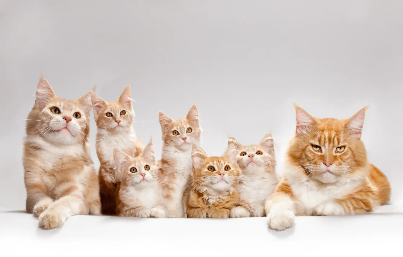 Photo wallpaper cat, cats, kittens, Maine Coon