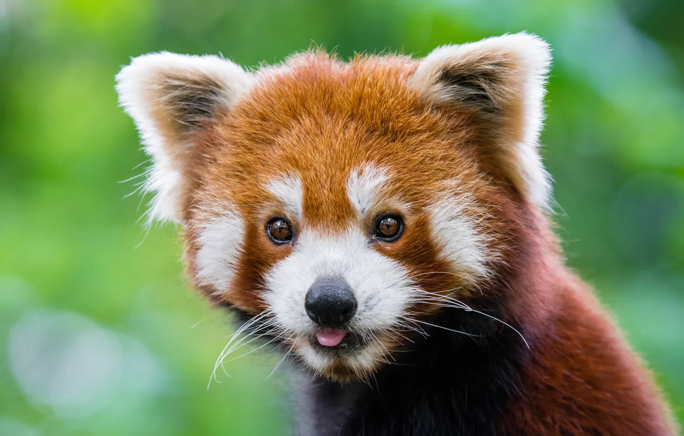 Photo wallpaper muzzle, red Panda, red Panda