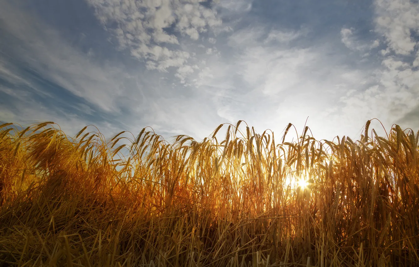 Photo wallpaper wheat, field, the sky, clouds, ears, sunlight