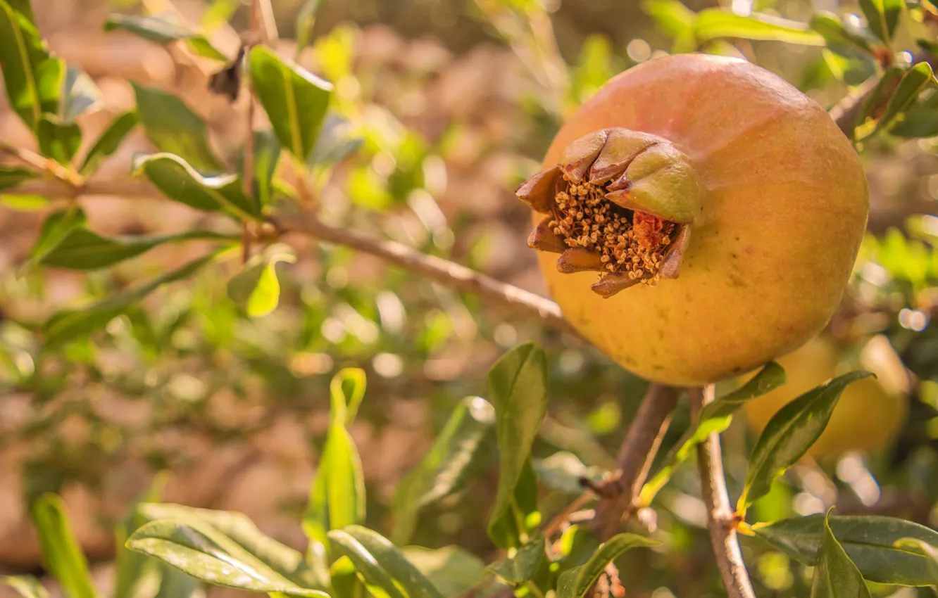 Photo wallpaper trees, nature, fruit, garnet