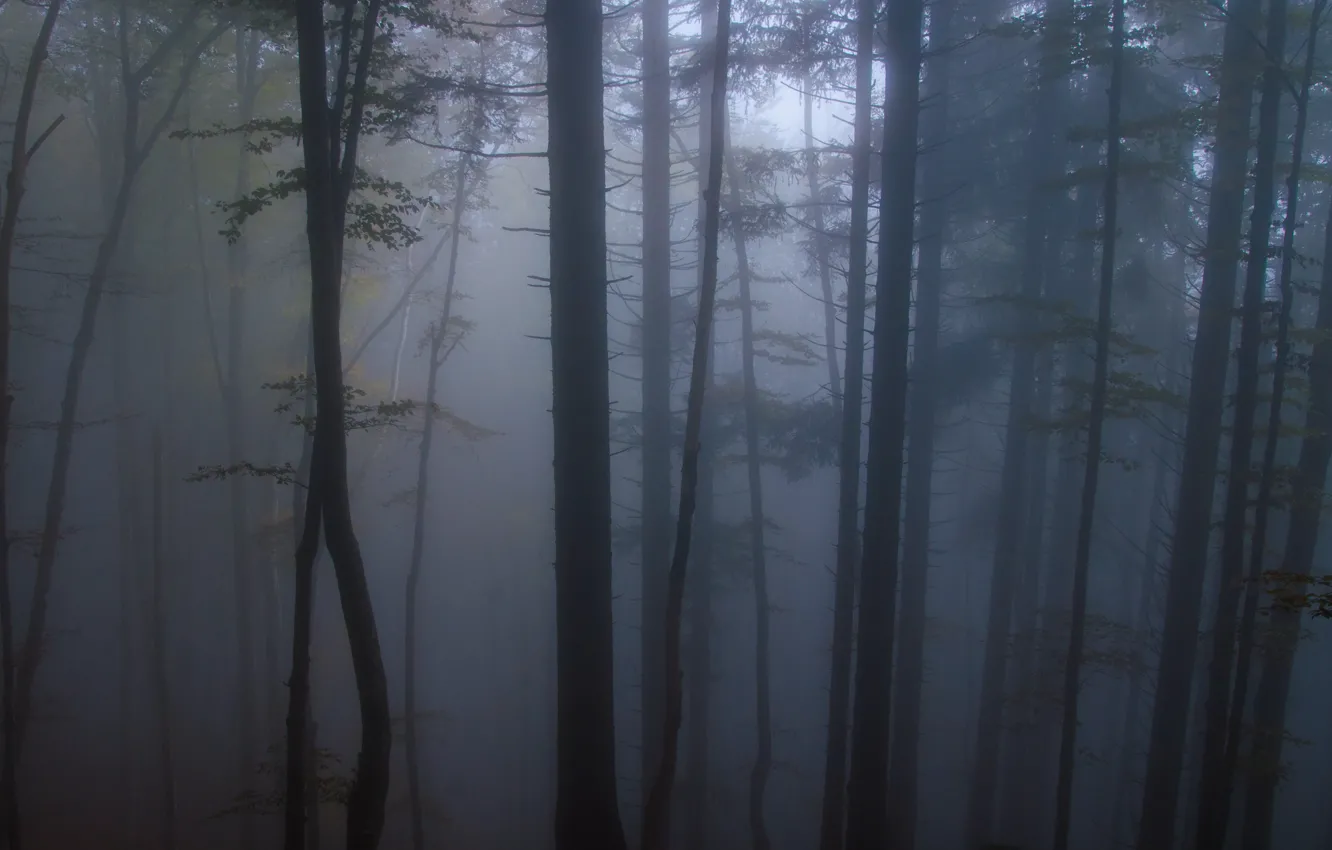 Photo wallpaper forest, trees, nature, fog, Slovenia, Slovenia, Marko Balazic, Lom Under The Cob