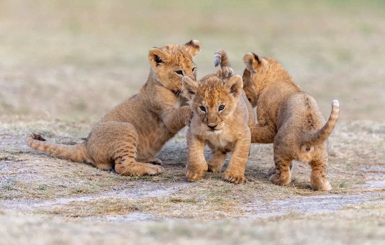 Photo wallpaper nature, three, kids, the cubs, trio, lion, lion, Trinity