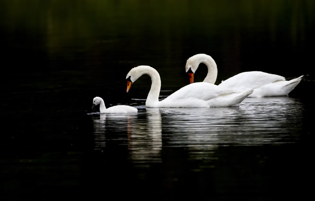 Photo wallpaper water, birds, reflection, three, swans