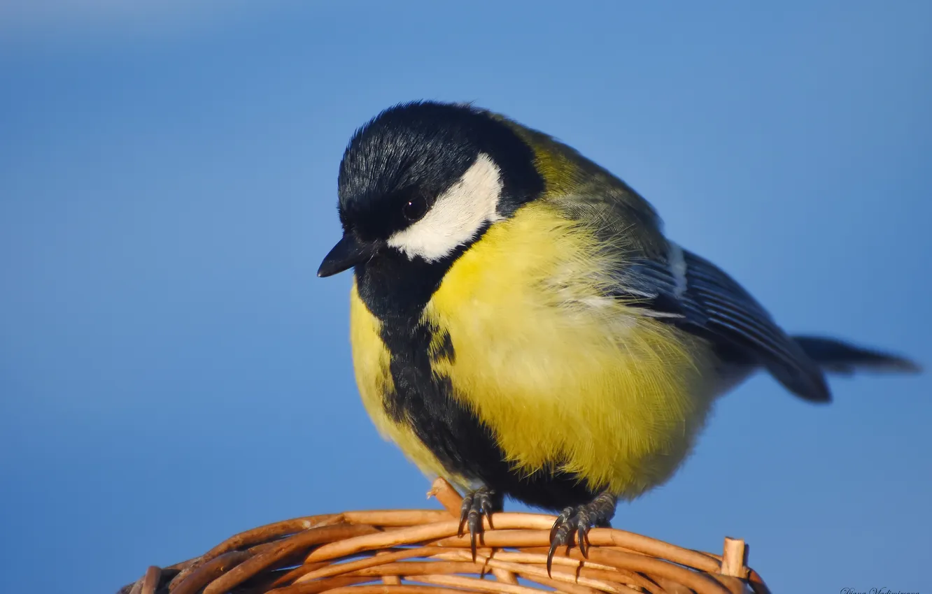 Photo wallpaper nature, bird, photohunt, Big tit