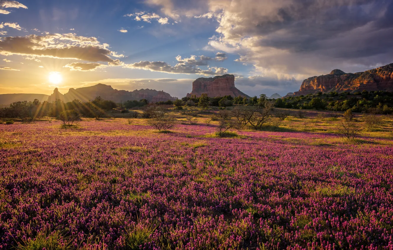 Photo wallpaper field, the sun, mountains, rocks, morning, AZ, clover, USA