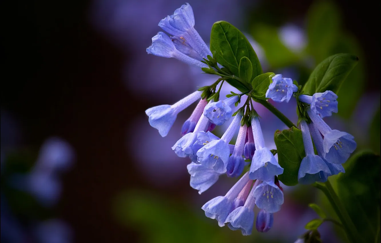 Photo wallpaper flowers, background, Blue flowers