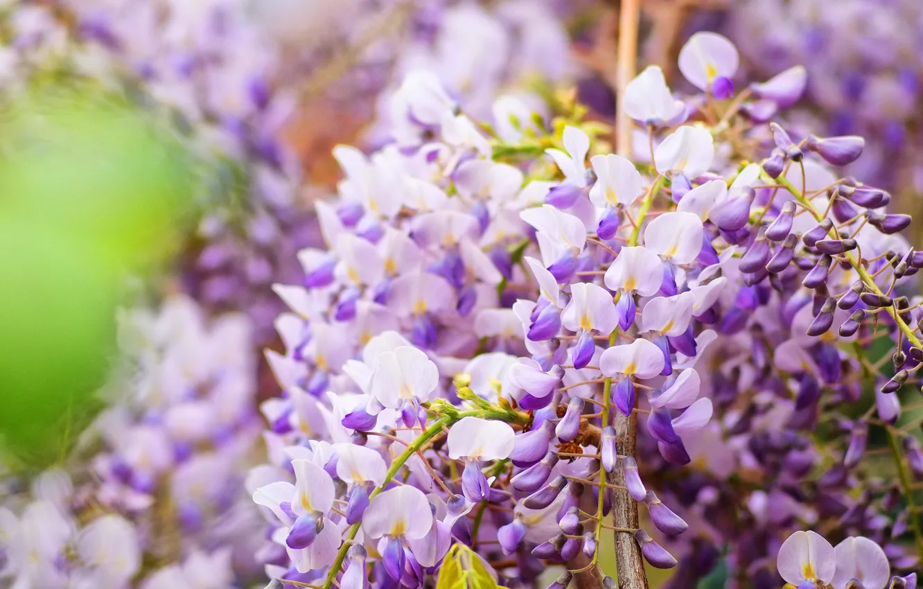 Photo wallpaper flowers, branches, pink, inflorescence, lilac, bokeh, Wisteria, Wisteria