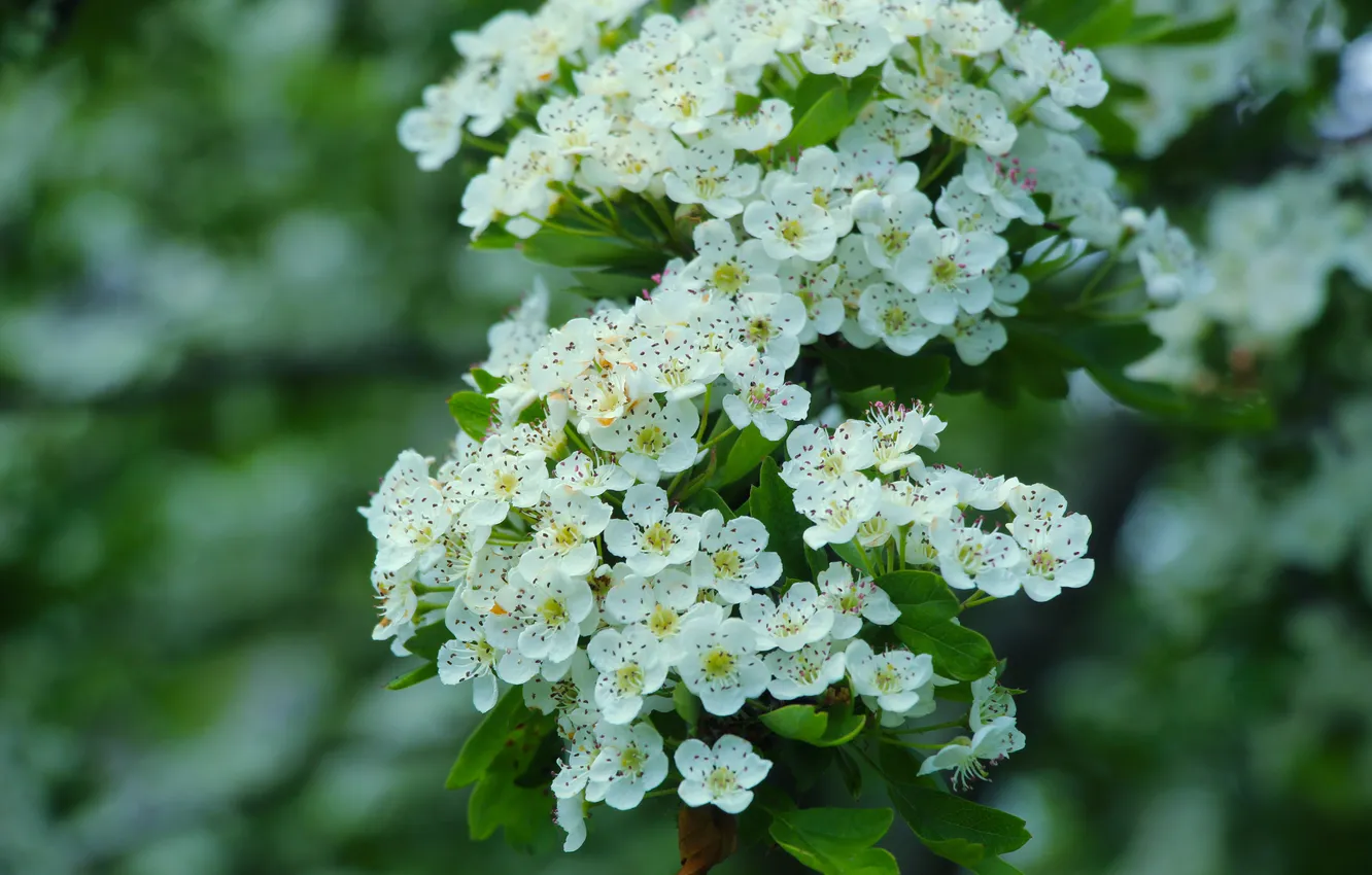 Photo wallpaper white, flower, twig