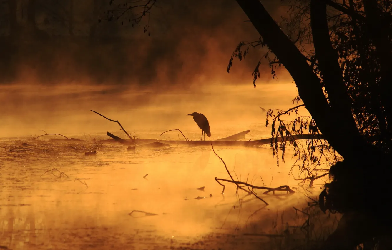 Photo wallpaper fog, river, bird, morning