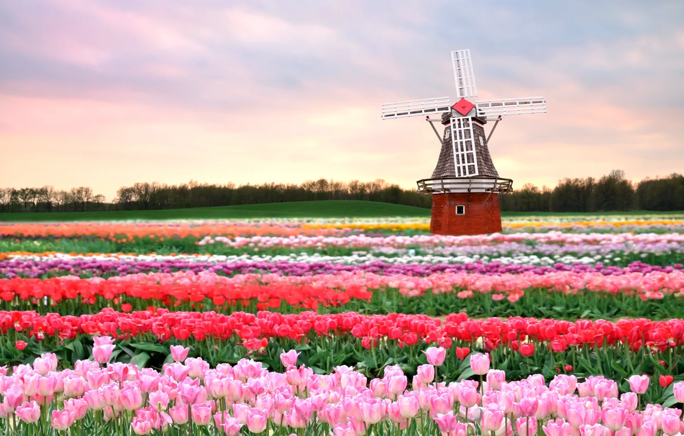 Photo wallpaper field, flowers, spring, mill, tulips, pink, Holland