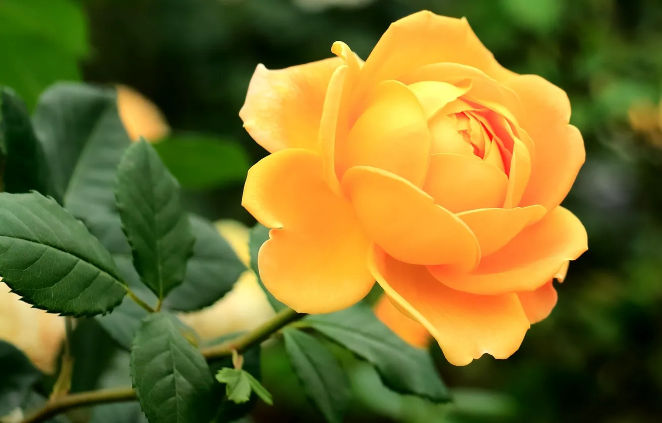 Photo wallpaper rose, Bud, yellow rose