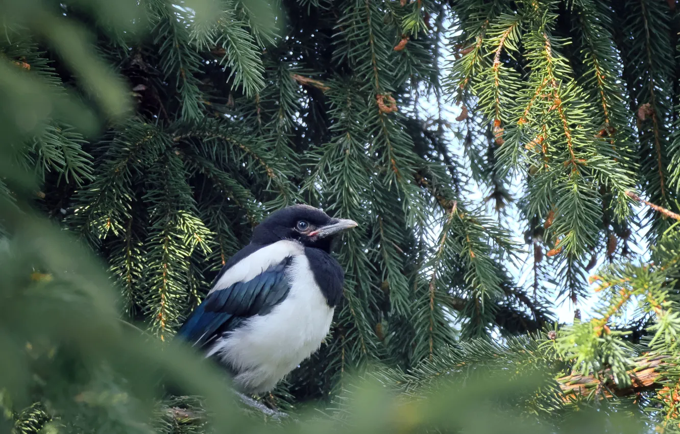 Photo wallpaper macro, bird, forty, spruce branches, Alexander Titov