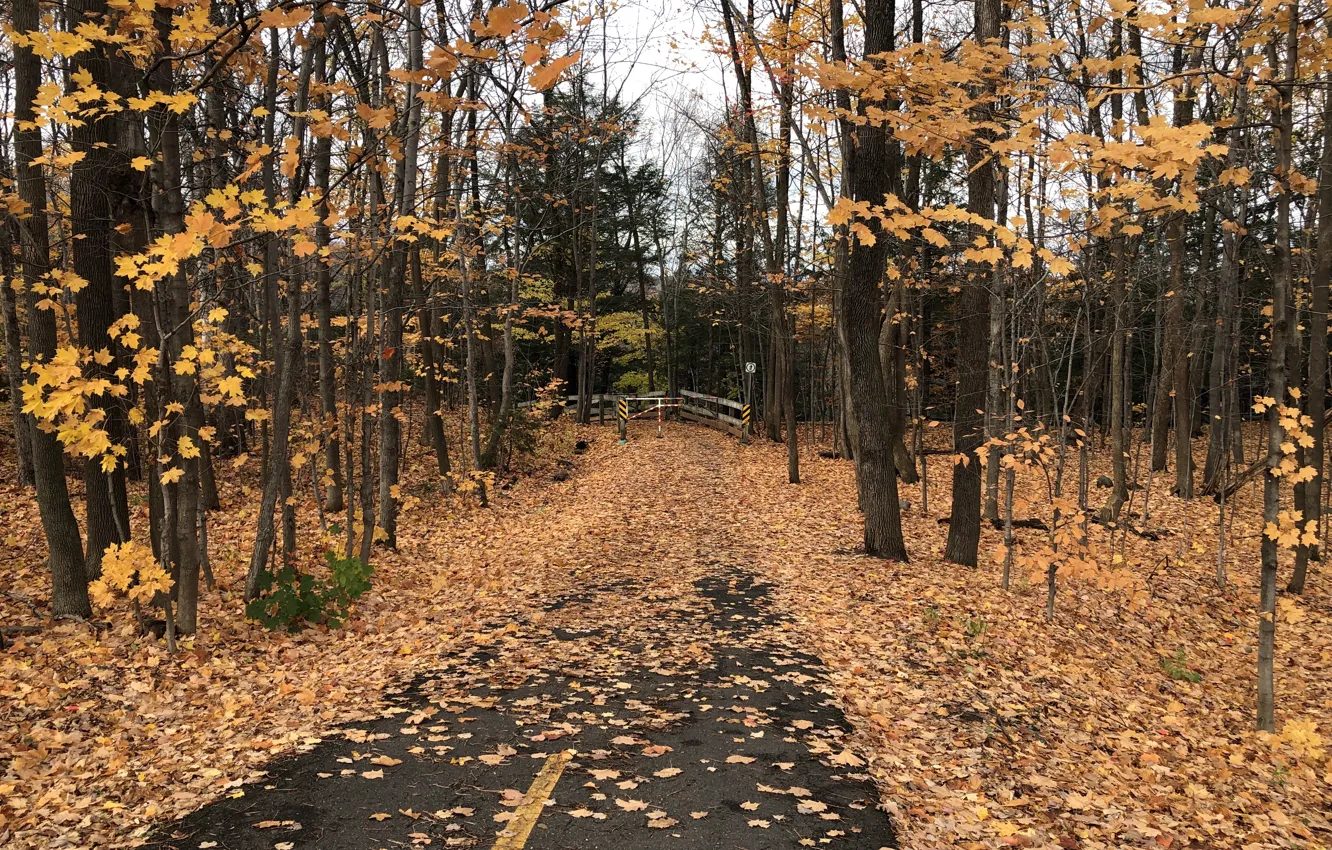 Photo wallpaper forest, automn, Maple trees