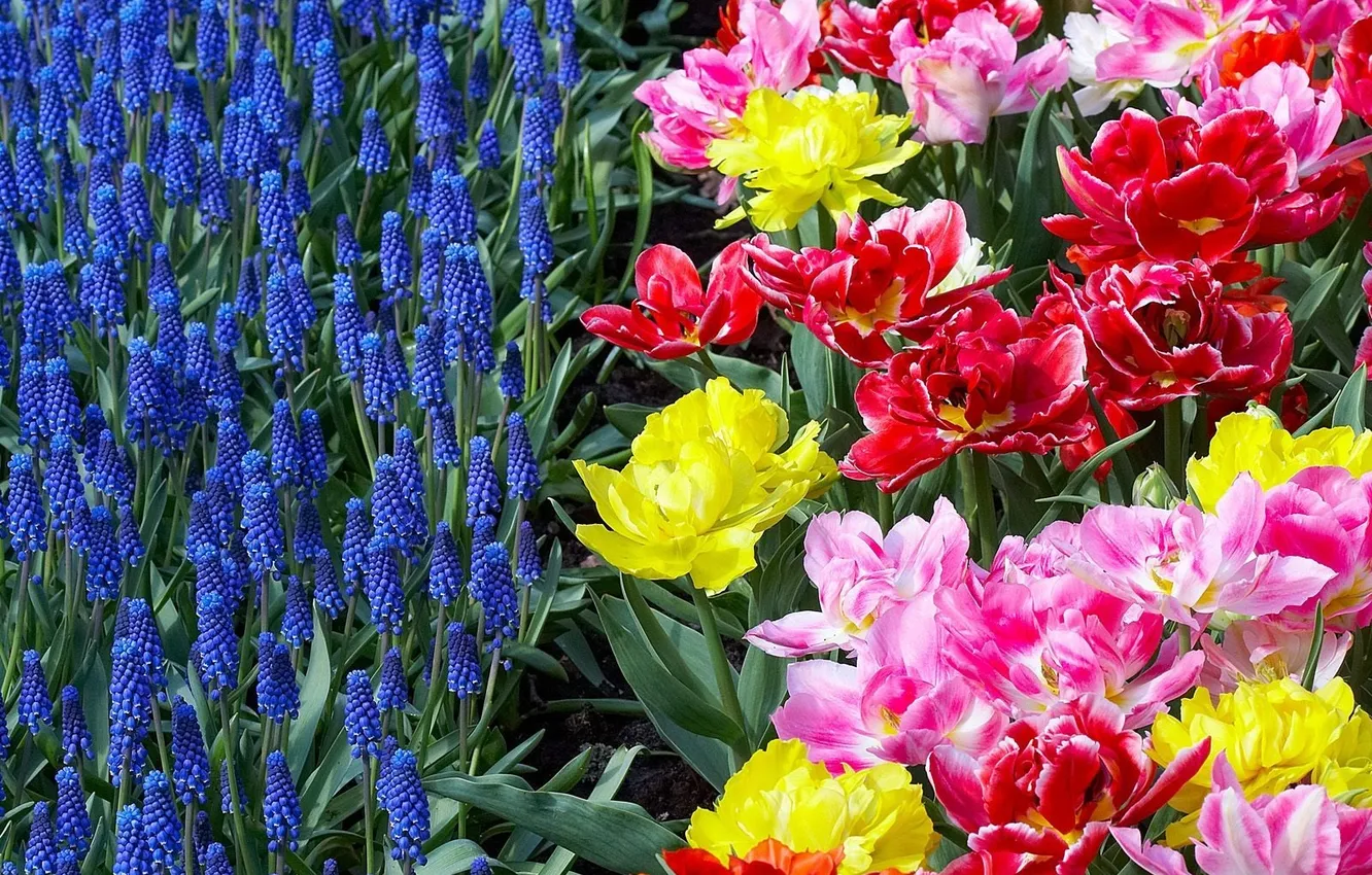 Photo wallpaper flowers, bright, flowerbed