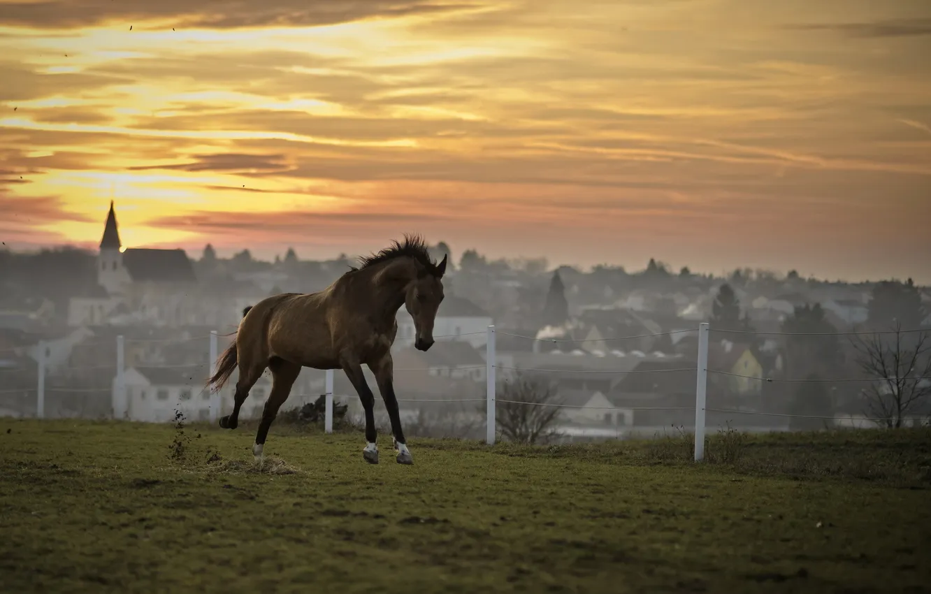 Photo wallpaper field, sunset, horse