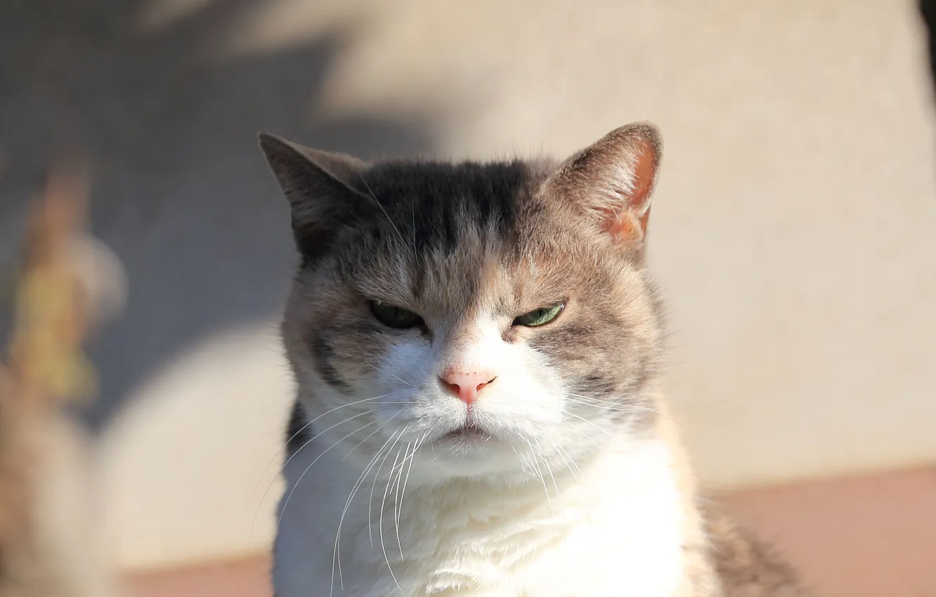 Photo wallpaper eyes, cat, look, Koshak, Tomcat