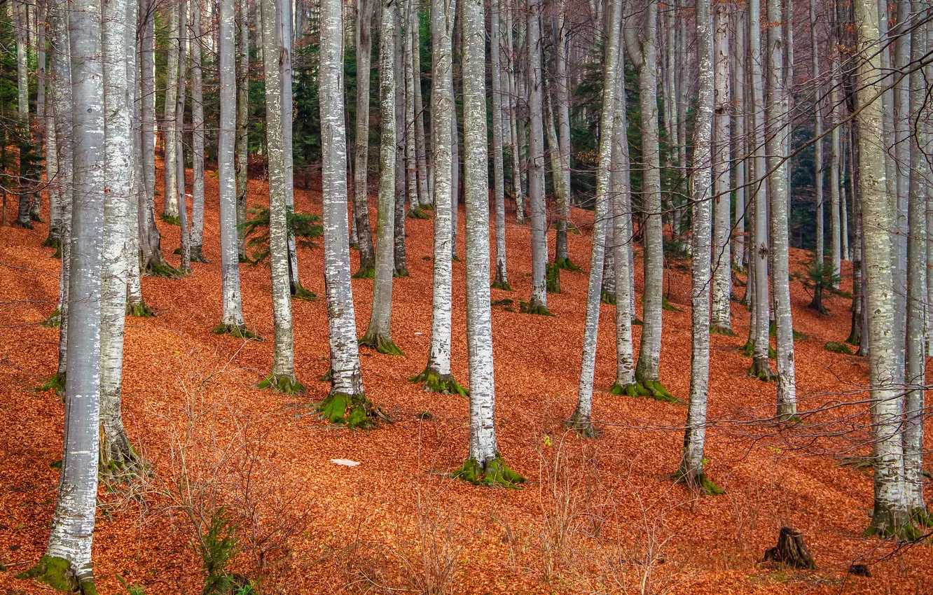 Photo wallpaper autumn, forest, trees, slope, trunk, grove