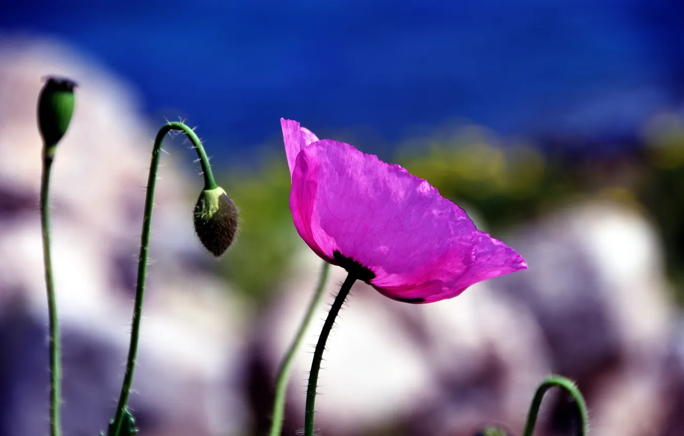 Photo wallpaper summer, nature, Mac