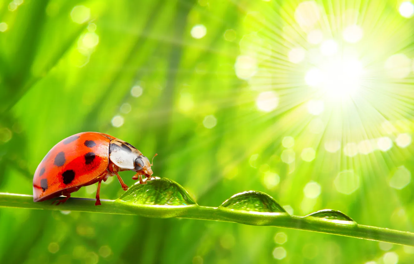 Photo wallpaper grass, drops, macro, nature, Rosa, ladybug, morning, nature