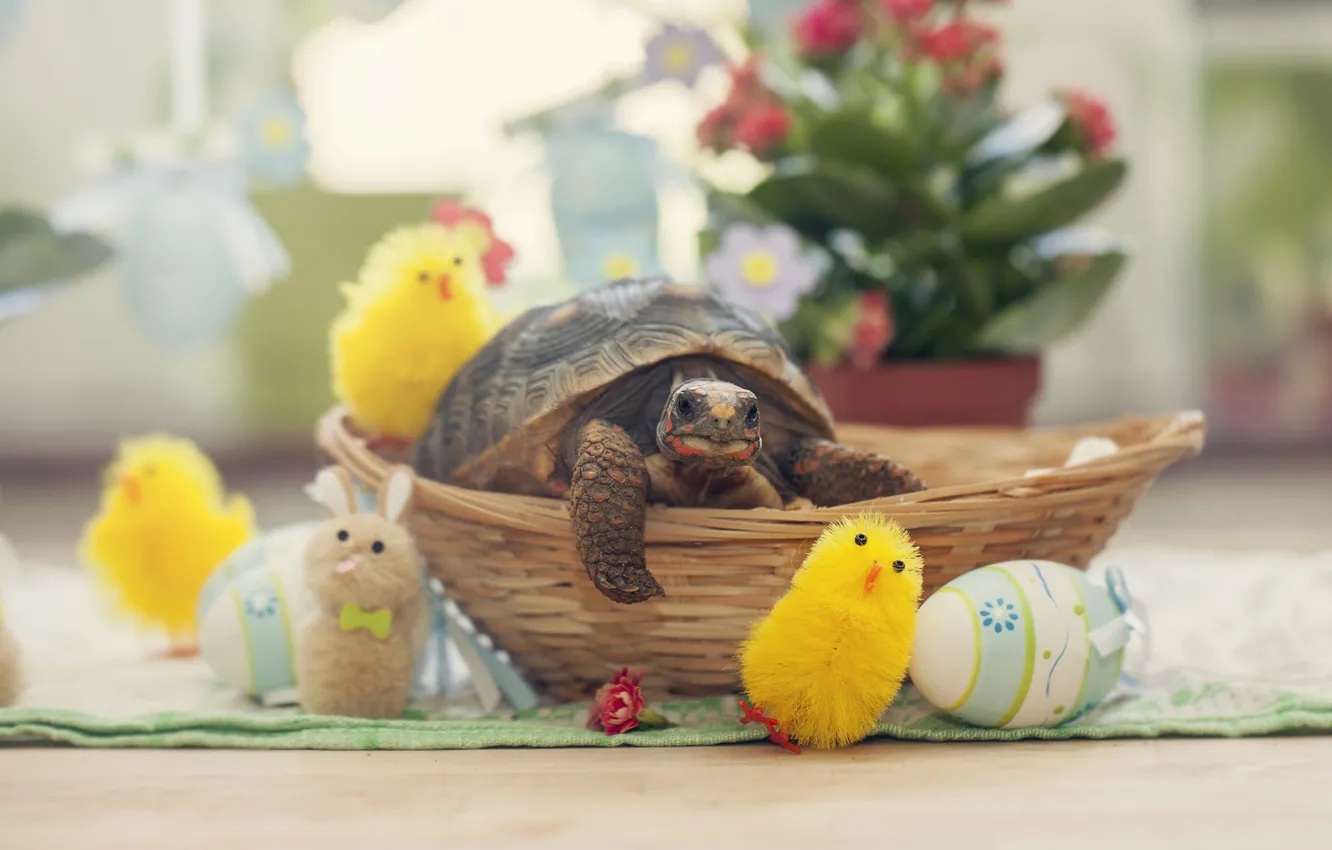 Photo wallpaper flowers, holiday, toy, chickens, turtle, eggs, towel, spring