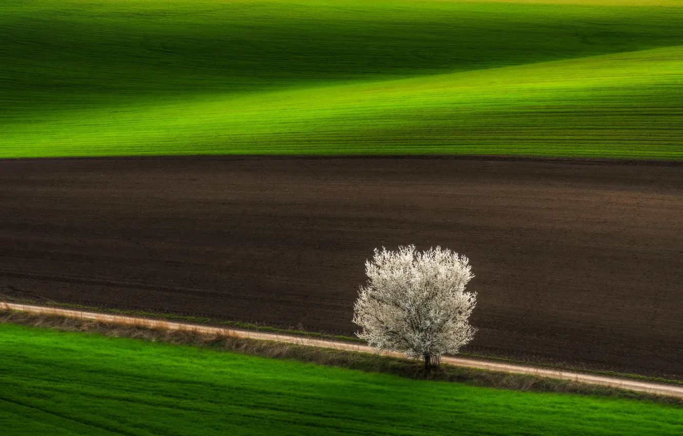 Photo wallpaper green, field, plantation, plow, land •