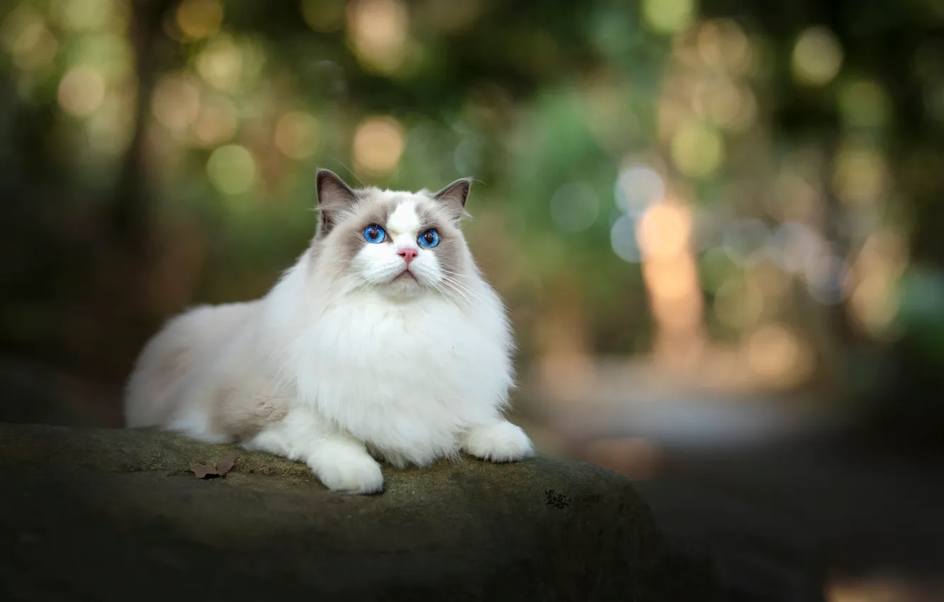 Photo wallpaper cat, white, cat, nature, stones, lies, blue eyes, bokeh