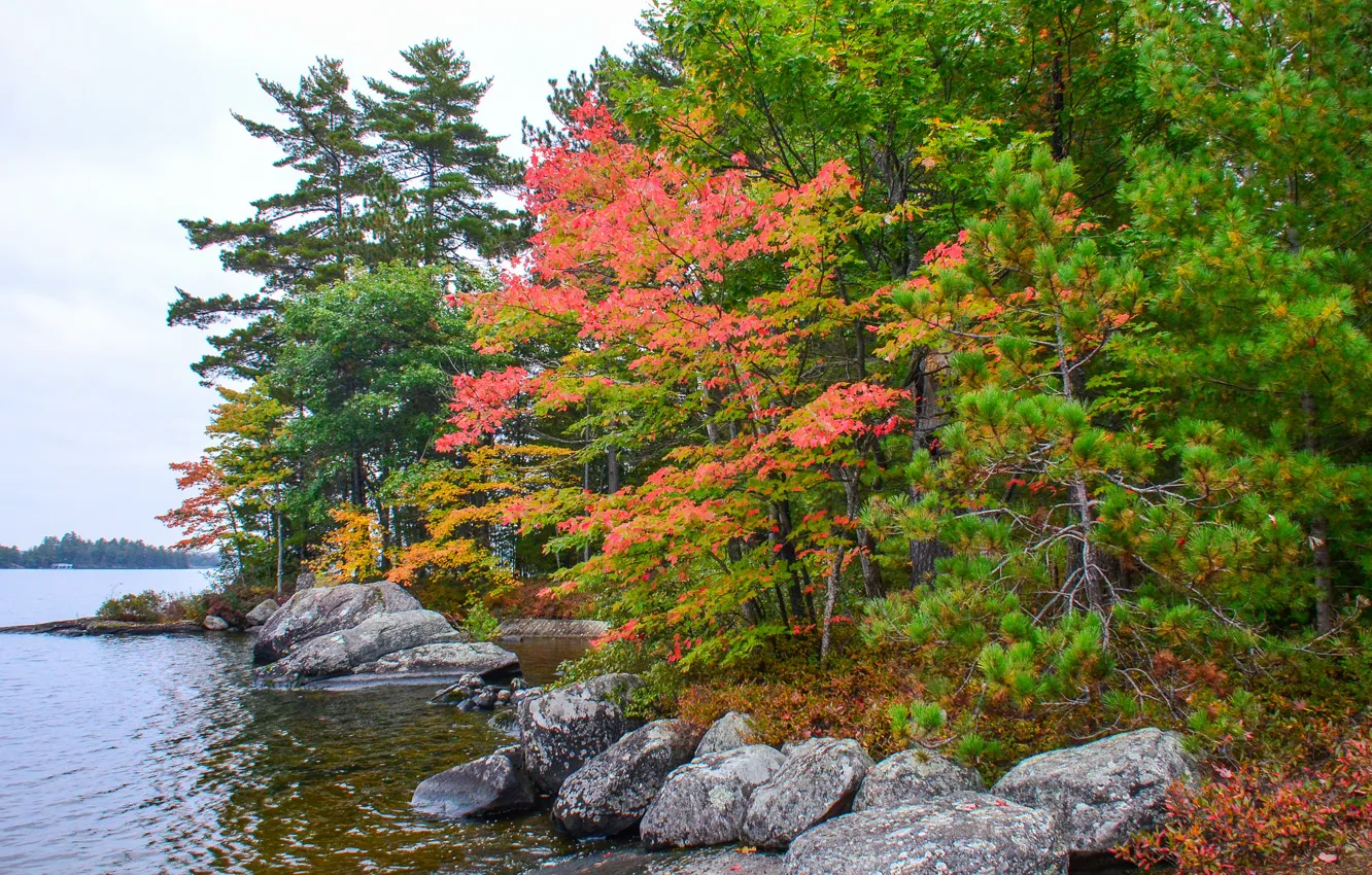 Photo wallpaper autumn, forest, trees, lake, stones