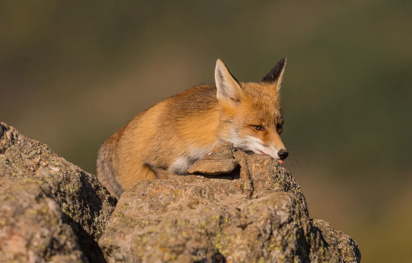 Photo wallpaper look, face, nature, stones, background, Fox, lies, red