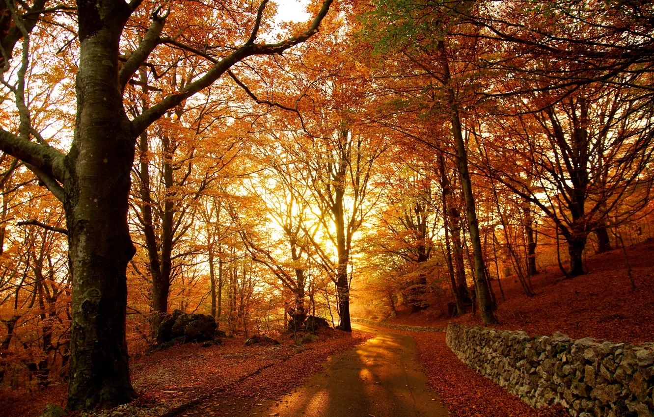 Photo wallpaper forest, foliage, Autumn, track, autumn, leaves, path, fall