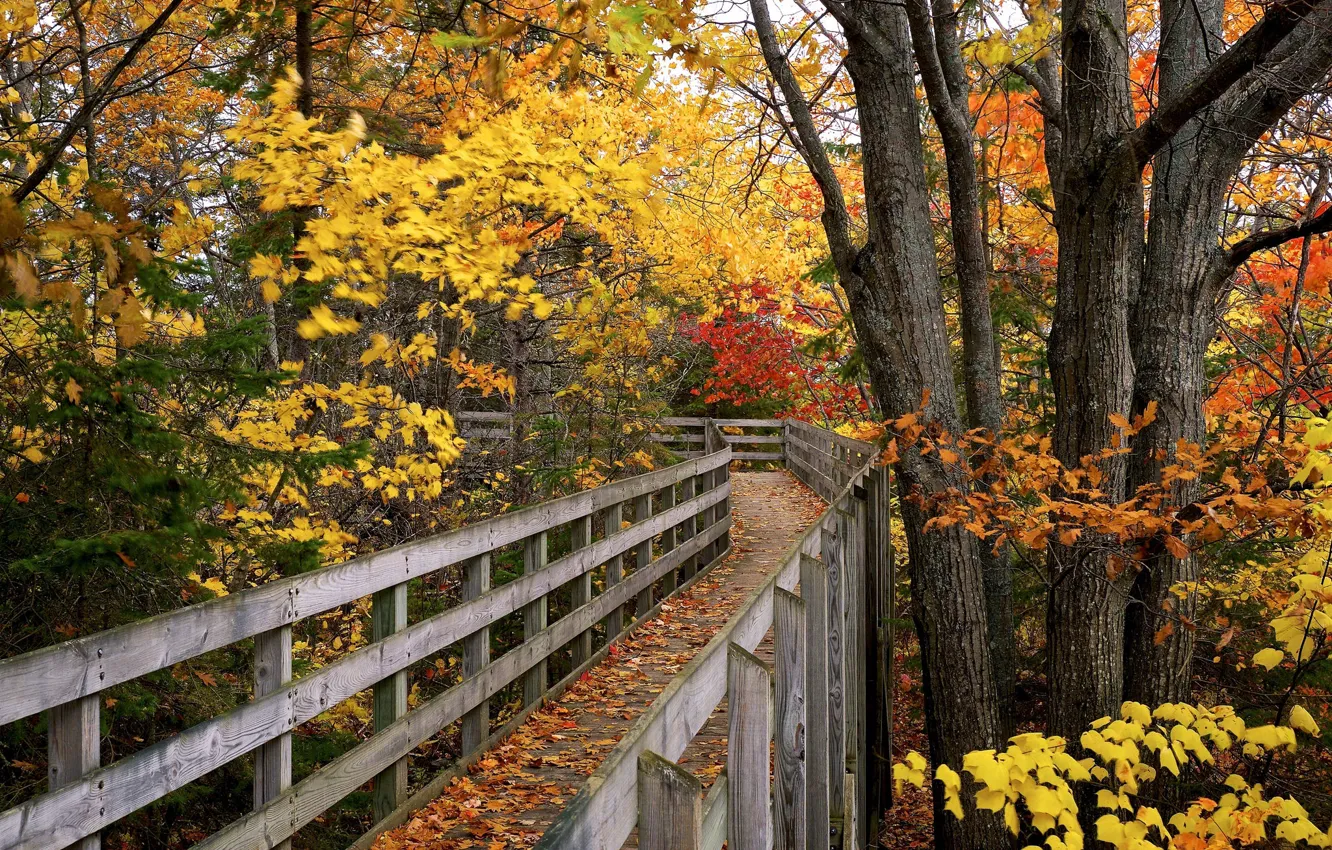 Photo wallpaper autumn, bridge, Park
