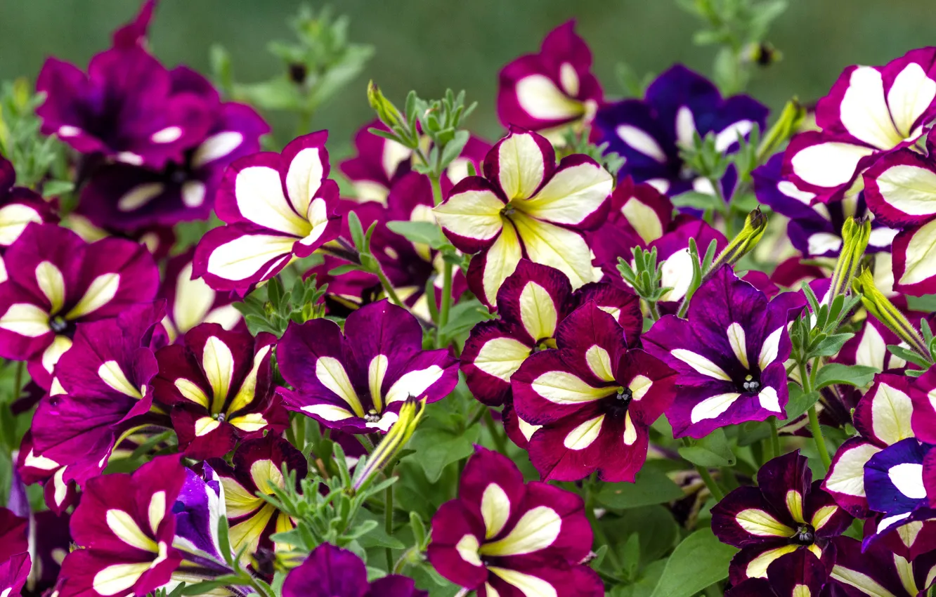 Photo wallpaper macro, Petunia, motley