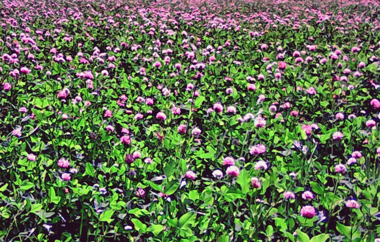Photo wallpaper clover, a field of clover, Summer 2025