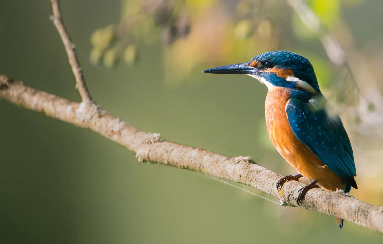 Photo wallpaper bird, branch, Kingfisher, kingfisher