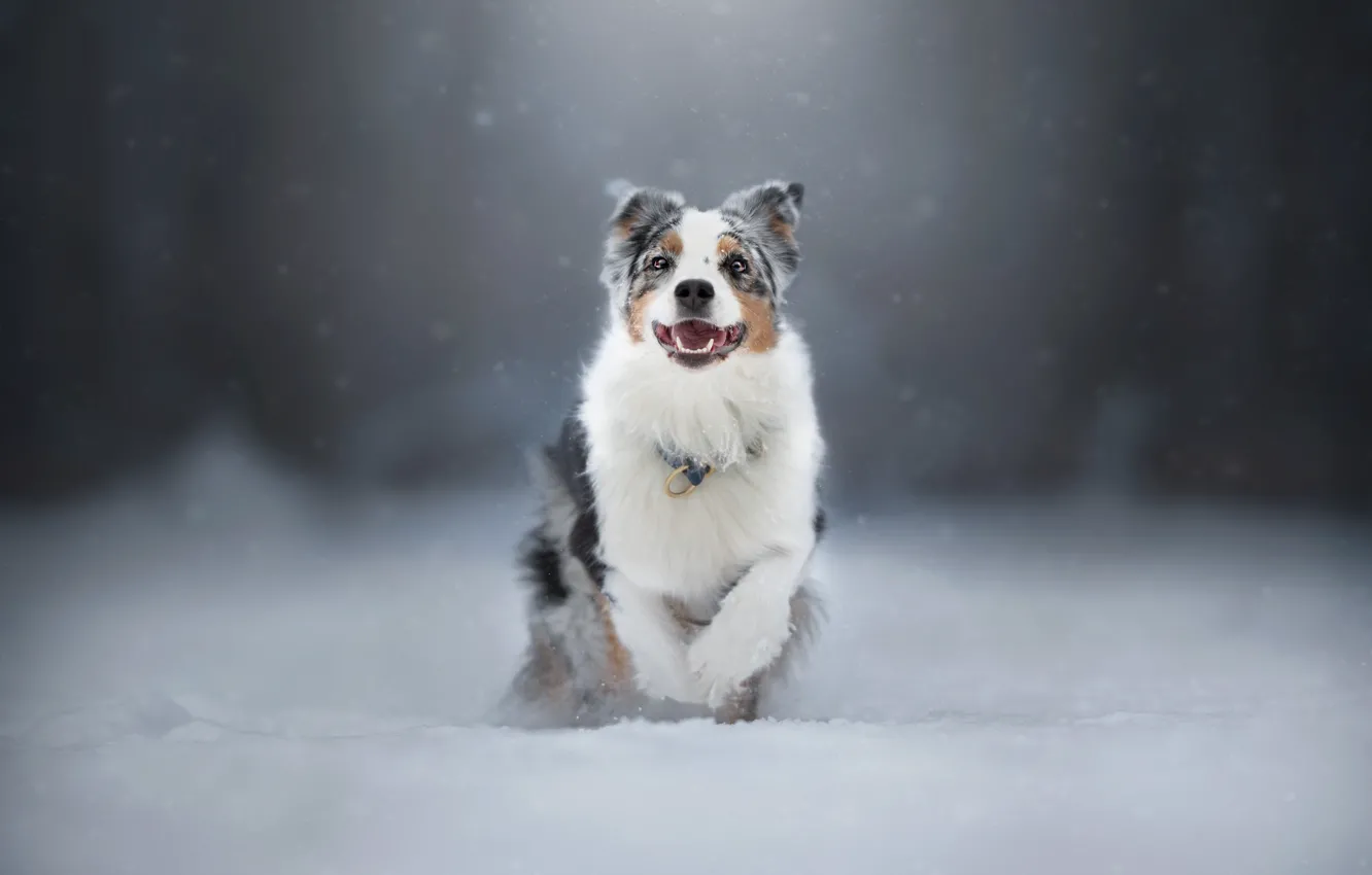 Photo wallpaper winter, forest, look, face, snow, nature, dog, running